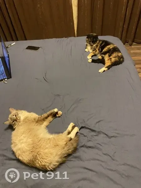 Пропала кошка, ул. Королёва, 6, Волгодонск - photo