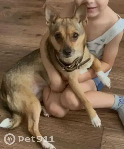 Пропала собака, Уфа, Интернациональная 155 - photo