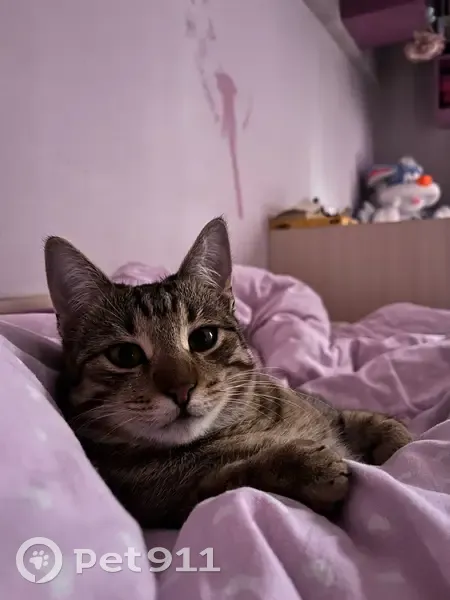 Кот пропал: Молодёжная 28, Ессентуки - photo