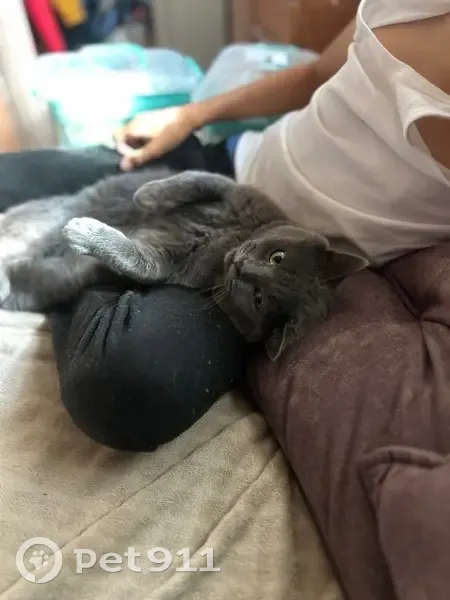 Пропала кошка, ул. Прокофьева, 7, Шахты - photo