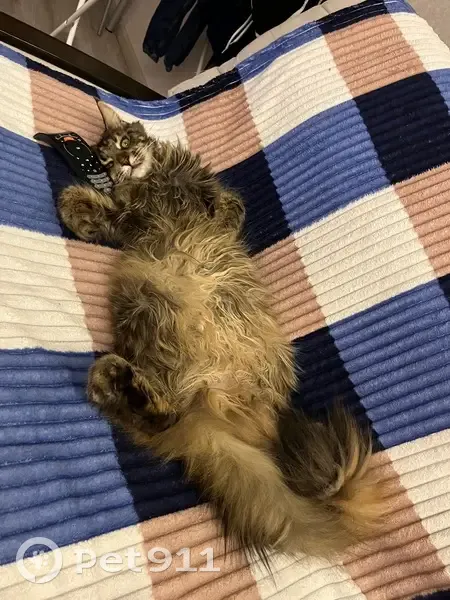 Пропала кошка, Ленинградский пр., 44 - photo