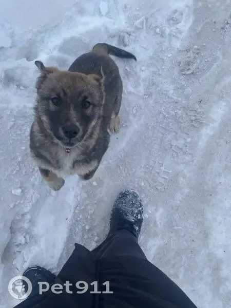 Пропала собака, Аргаяш, Челябинская обл. - photo