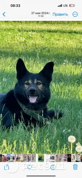 Пропала собака, 3-я линия, Москва - photo