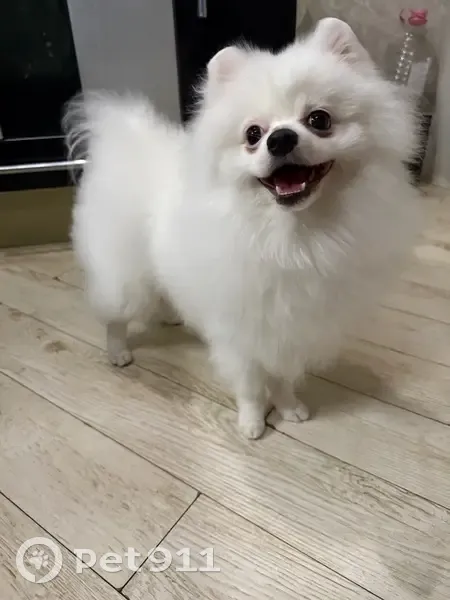 Пропала собака, Аксёнова 51А, Хабаровск - photo