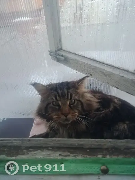 Пропала кошка, ул. Комарова, 9, Нягань - photo