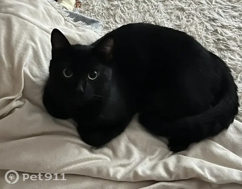 Пропал кот Дэб, ул. Арбан, 10, Абакан - photo