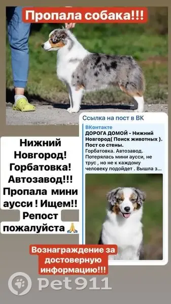 Пропала собака на Пролетарской, Нижний Новгород - photo