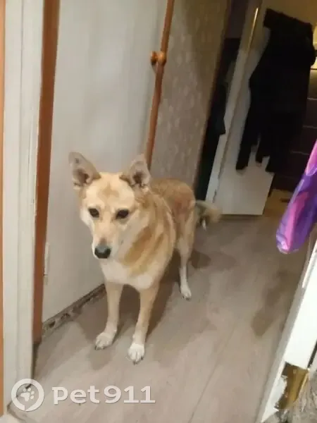 Пропала собака, Сергиев Посад, Углич - photo