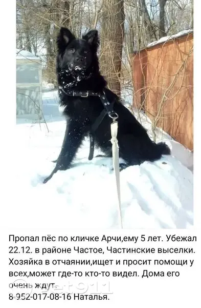 Пропала собака, Частое, Тульская обл. - photo