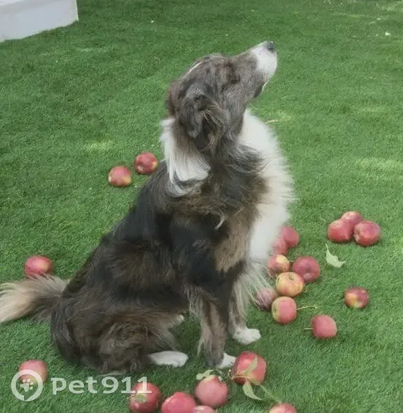 Пропала бордер колли, 3-й Линии, 152 - photo