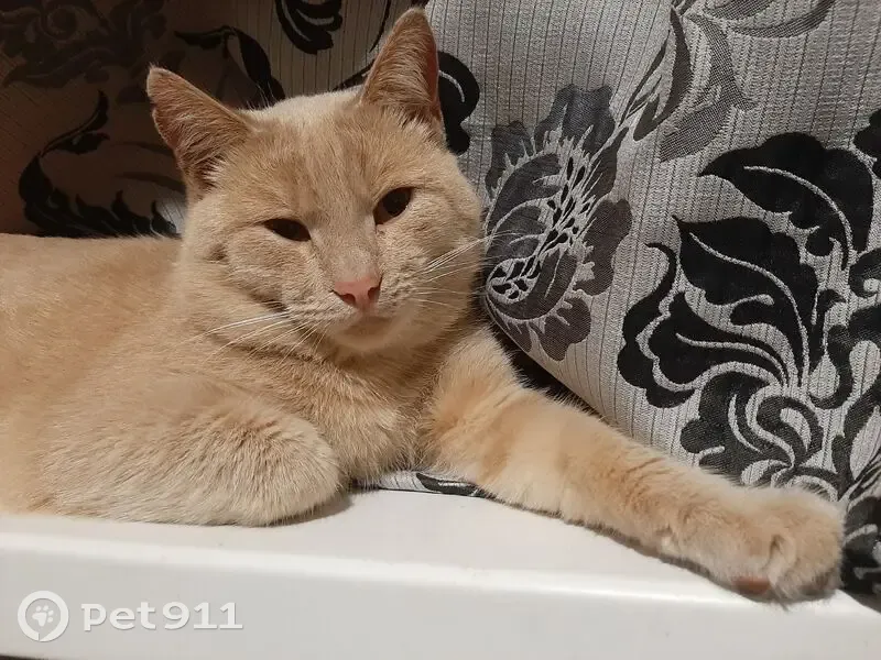 Пропала кошка, ул. 40 лет Октября, 15 - photo