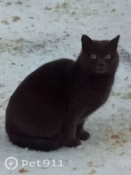 Кошка найдена на 5-й Кадышевской, 9, Казань - photo