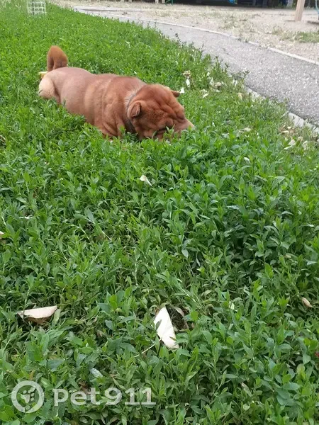 Пропала собака на ул. Яцкова, Краснодар - photo