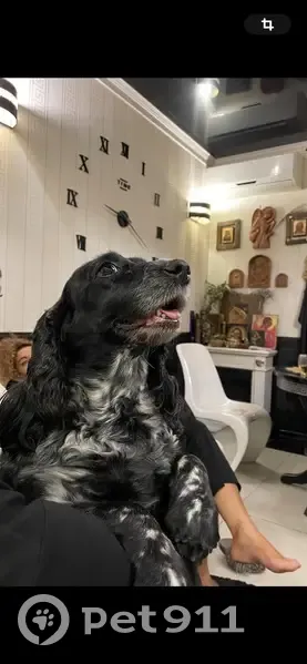 Пропала собака, Красных Партизан 14/1 - photo