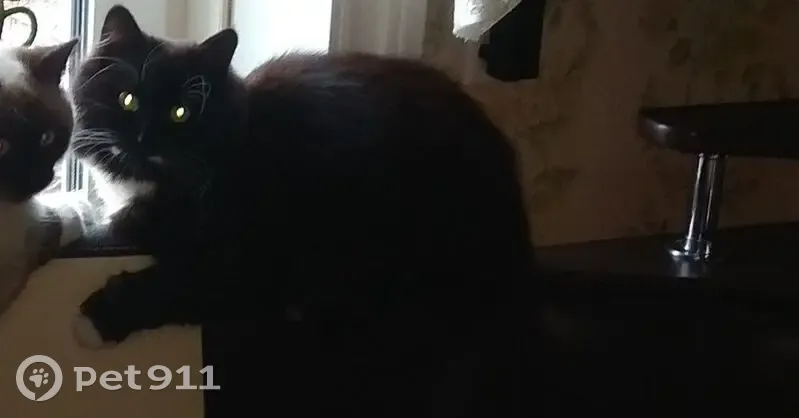 Пропала кошка, ул. Артюхина 23, В.Волочёк - photo