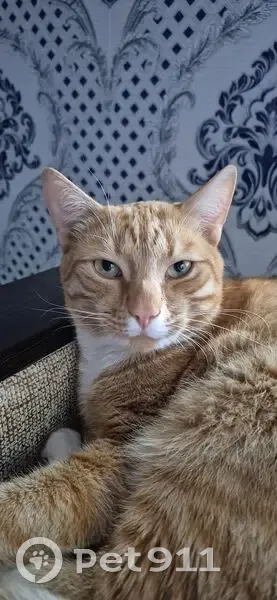 Пропал кот Леопольд, Первомайский 37 - photo