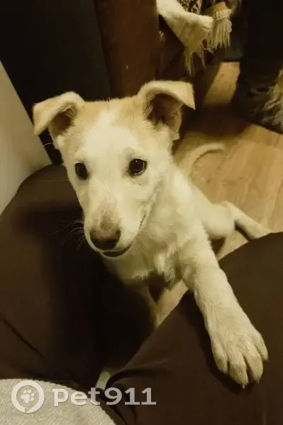 Пропала собака, Большое Казариново, НО - photo