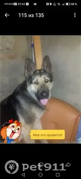 Пропала собака, Трофимовский пер., 8 - photo