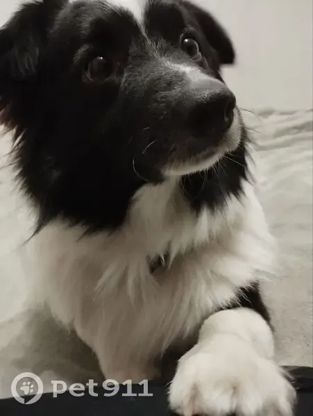 Пропала собака на Северной ул., 43В, Анапа - photo