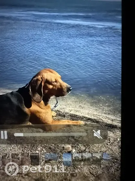 Пропала собака в районе Нефтяника, Волгоград - photo