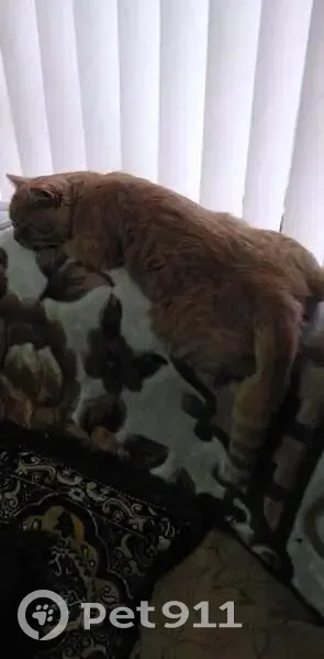 Пропала рыжая кошка, Красная ул., Павловская - photo