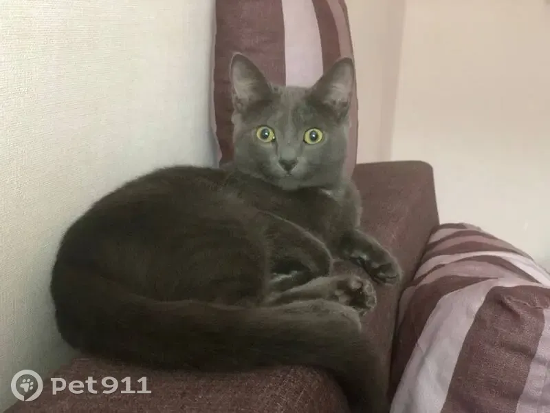 Пропала кошка, Берендеевский пер. 18А - photo