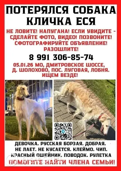 Пропала собака, Зеленая ул. 7А, Марфино - photo