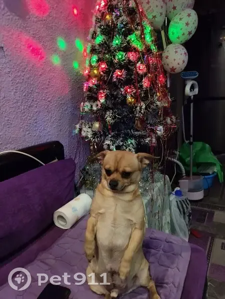 Пропала собака, Байкальская ул., Пойковский - photo