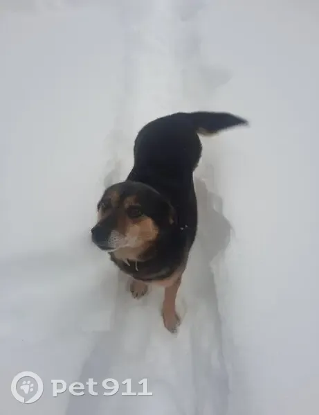 Пропала собака, Сысоево, МО - photo