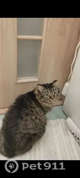 Пропала кошка Тишка, Набережные Челны - photo