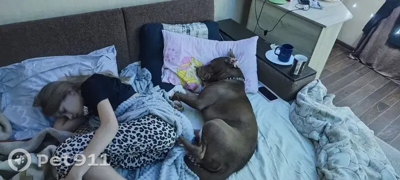 Пропала собака, ул. Калинина 55, Невинномысск - photo