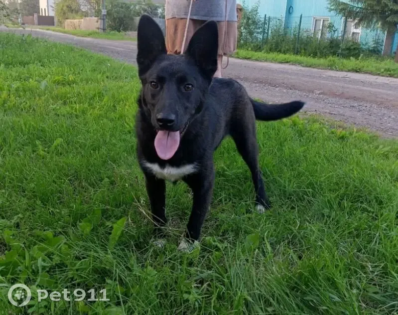 Пропала собака, Перекопская ул., Лысьва - photo