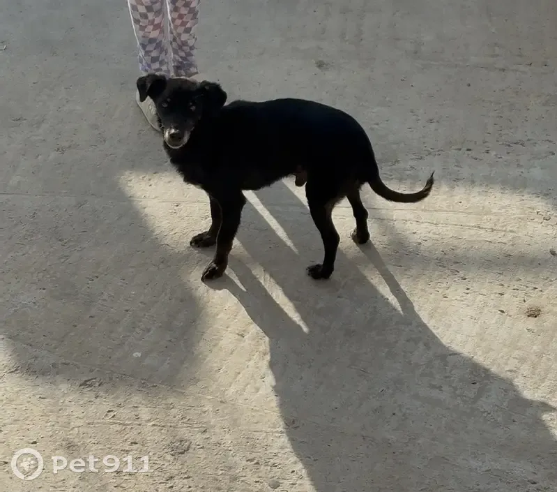 Пропала собака, Мятная ул., Махачкала - photo