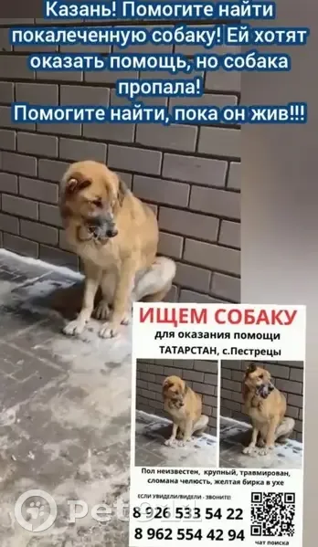 Пропала собака, Татарстан, сломана челюсть - photo