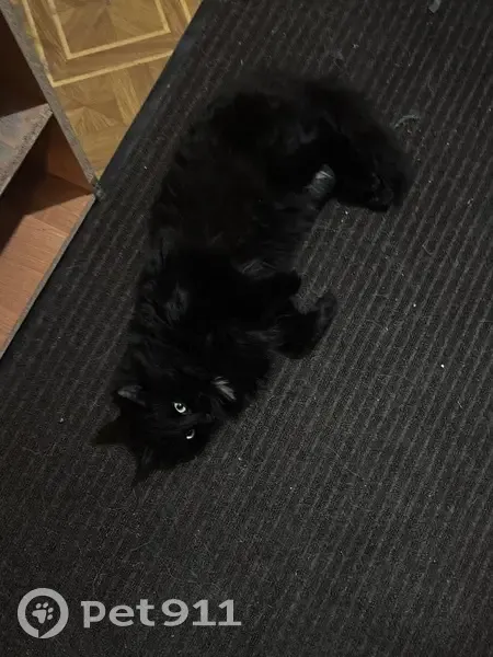 Пропала кошка, Провиантская 6, Саратов - photo