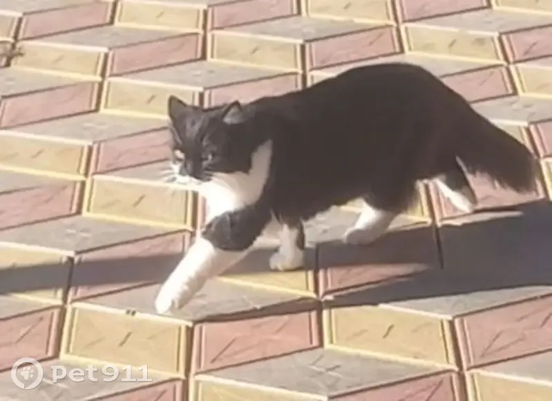 Пропала кошка, 60К-8, Зимовники - photo