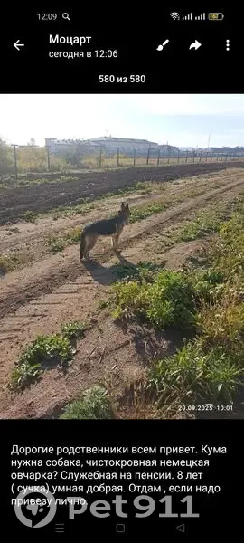 Пропала собака, Зугалайская ул., Могойтуй - photo