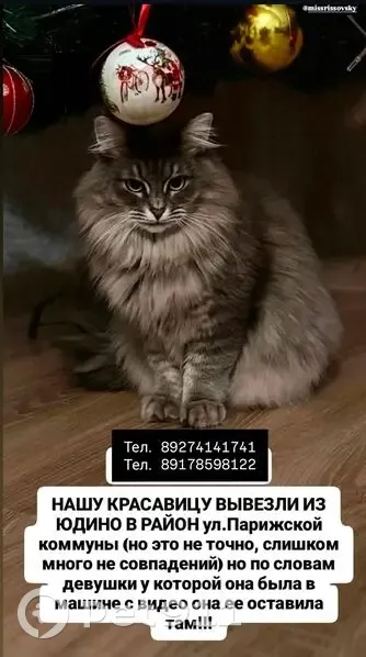 Пропала кошка Нюша, Яна Юдина 29, Казань - photo