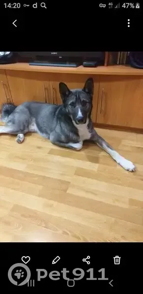 Пропала собака Лайка, Братск-Усть-Илимск - photo