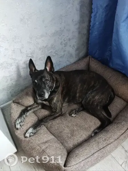 Пропала собака на ул. Безыменского, 17Г - photo