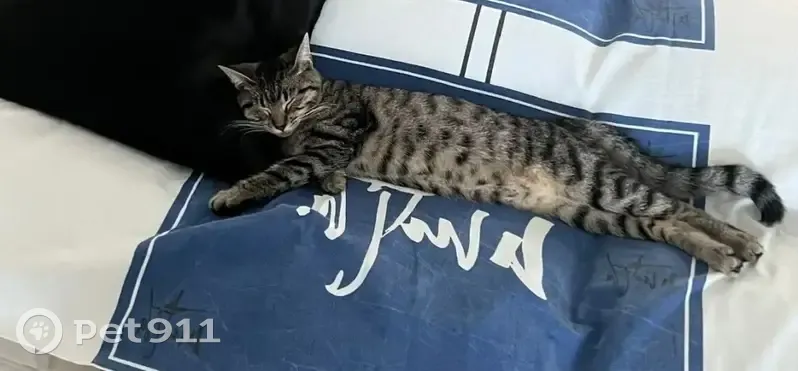 Пропала кошка, ул. Чекистов, Песчаный - photo