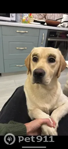 Пропала собака, Онежская ул. 19/38, Москва - photo