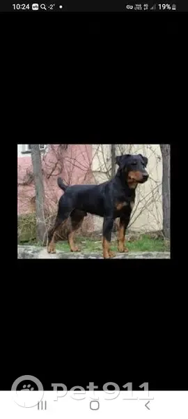 Пропала собака, ул. 2-й Таманской, 106 - photo