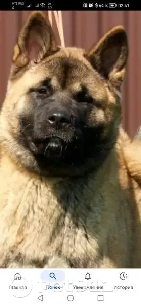 Пропала собака, 23-я улица, 8 - photo