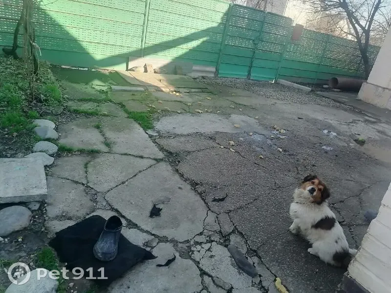 Пропала собака, ул. Чапаева, 101, Афипский - photo