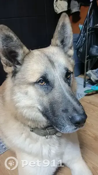 Пропала рыжая собака, Корсаковское 82 - photo