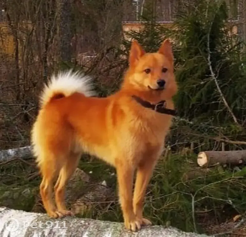 Пропала рыжая лайка, Рябовское СП - photo