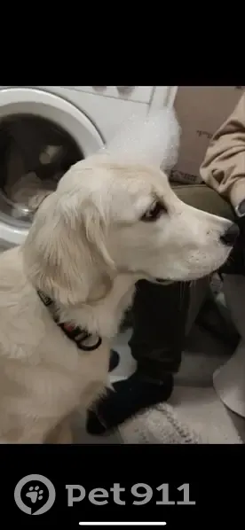 Пропала собака на ул. Чирикова, СПб - photo