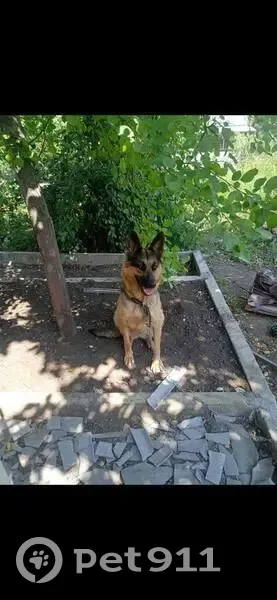 Пропала собака, Береговая ул., Челябинск - photo