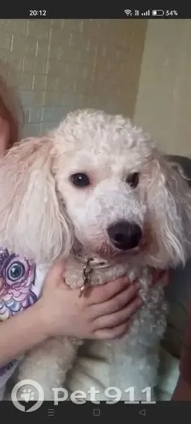 Пропала собака, ул. Бершанской 326, Краснодар - photo